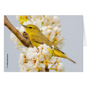 Orangefarbener Warbler inmitten der Kirschblüten
