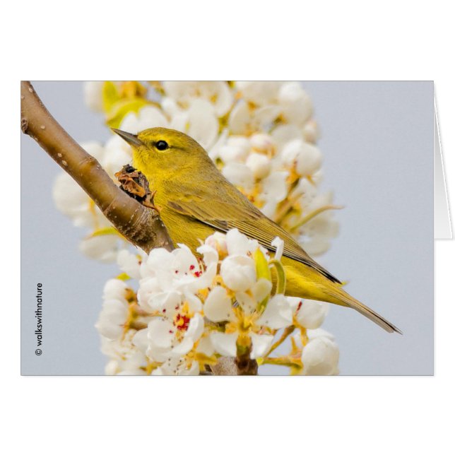 Orangefarbener Warbler inmitten der Kirschblüten (Vorderseite (Horizontal))