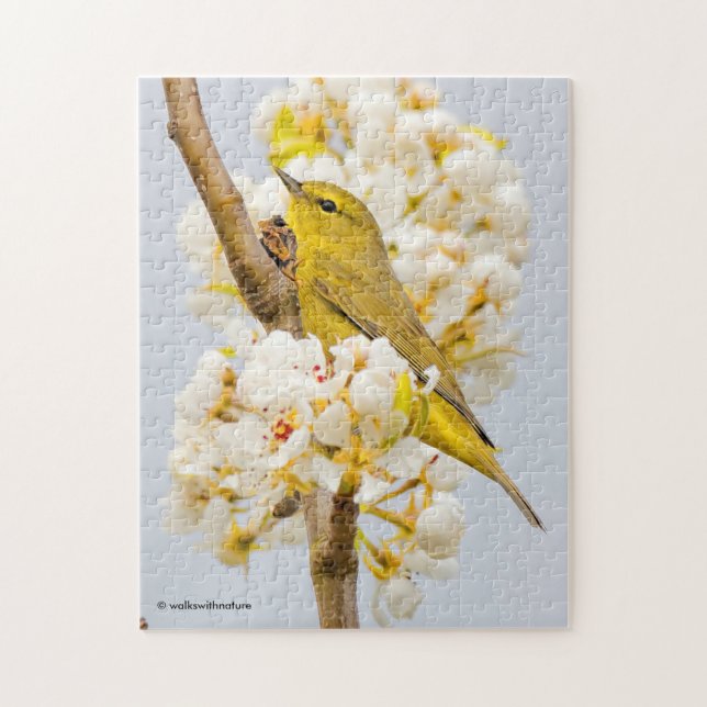 Orangefarbener Warbler inmitten der Kirschblüten Puzzle (Vertikal)