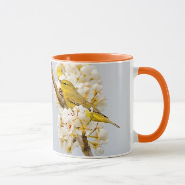 Orangefarbener Warbler inmitten der Kirschblüten Tasse (Rechts)
