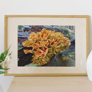 Orangefarbenes Huhn im Wald Pilz Poster