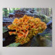 Orangefarbenes Huhn im Wald Pilz Poster (Vorne)