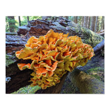 Orangefarbenes Huhn im Wald Pilz