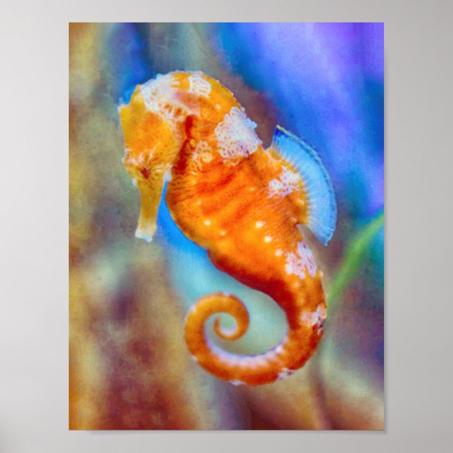 Orangefarbenes Seepferd Poster (Vorne)