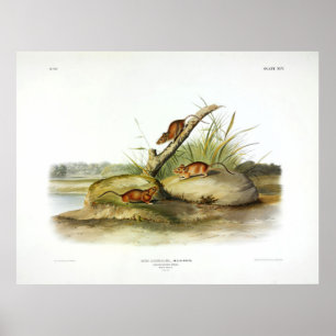 Orangefärbte Maus (Goldene Maus) von Audubon Poster