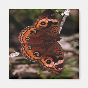 Orangeflügel Schmetterlingsmagnet Magnet
