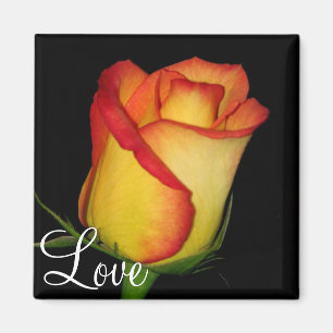 Orangegelbe Rose Magnet
