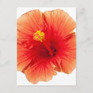 Orangelber Hibiskus Tropische Blume Hawaiian Postkarte