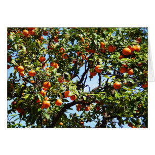 Orangen