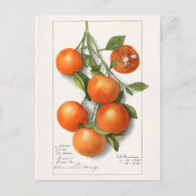 Orangen (Calamondin) Frucht Aquarellmalerei