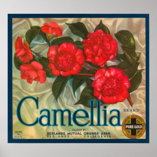 Orangen der Marke Camillia - Klassisches Fruchtkäf Poster
