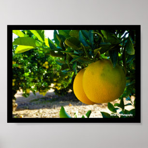 Orangen im Valencia-Orangenhain Poster