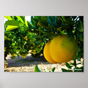 Orangen im Valencia-Orangenhain Poster