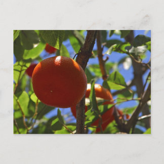 Orangen Obstbäume Postkarte