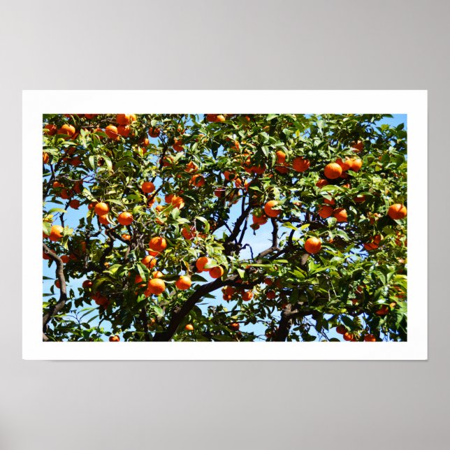 Orangen Poster (Vorne)