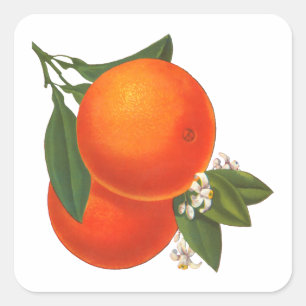 Orangen Vintage-Kiste Kunst Aufkleber Vorlage