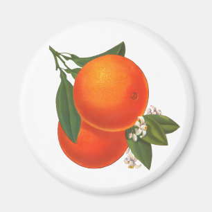 Orangen Vintage-Kiste Kunst Magnet
