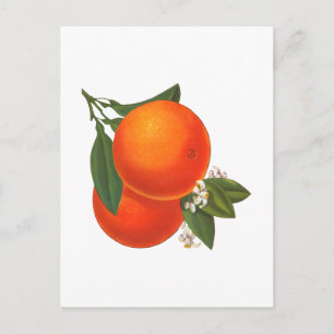 Orangen Vintage-Kiste Kunst Postkarte