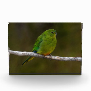 Orangenbauchling Parrot Bird Australia Fotoblock