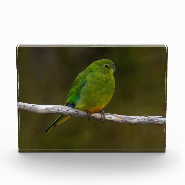 Orangenbauchling Parrot Bird Australia Fotoblock (Vorderseite)