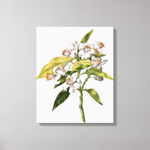 Orangenbaum-Blume, von 'La Guirlande de Julie' Leinwanddruck