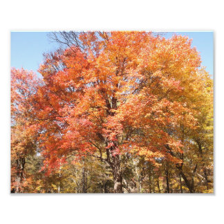 Orangenbäume Fotodruck