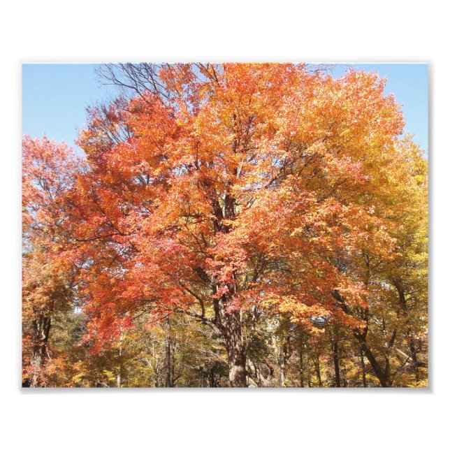 Orangenbäume Fotodruck (Vorne)