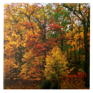 Orangenbäume im Herbst Fliese
