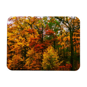 Orangenbäume im Herbst Magnet