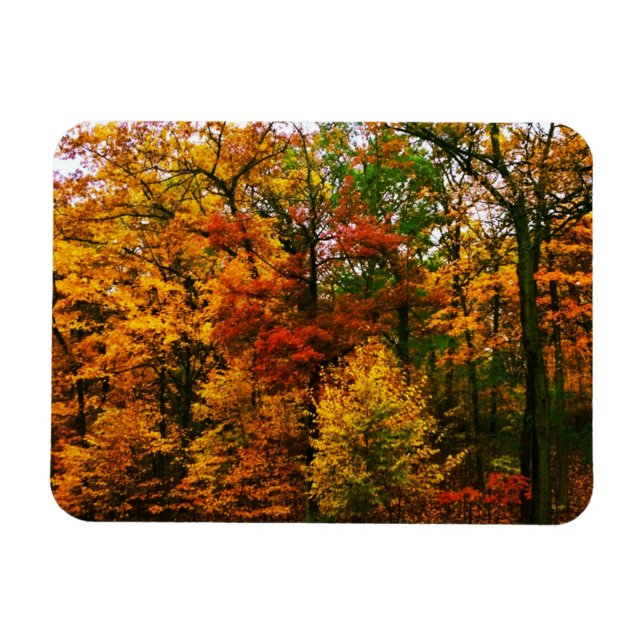 Orangenbäume im Herbst Magnet (Horizontal)