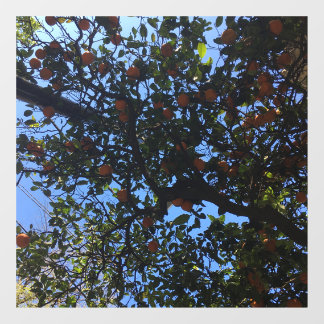Orangenbäume in Buenos Aires arboles naranjos Fensteraufkleber