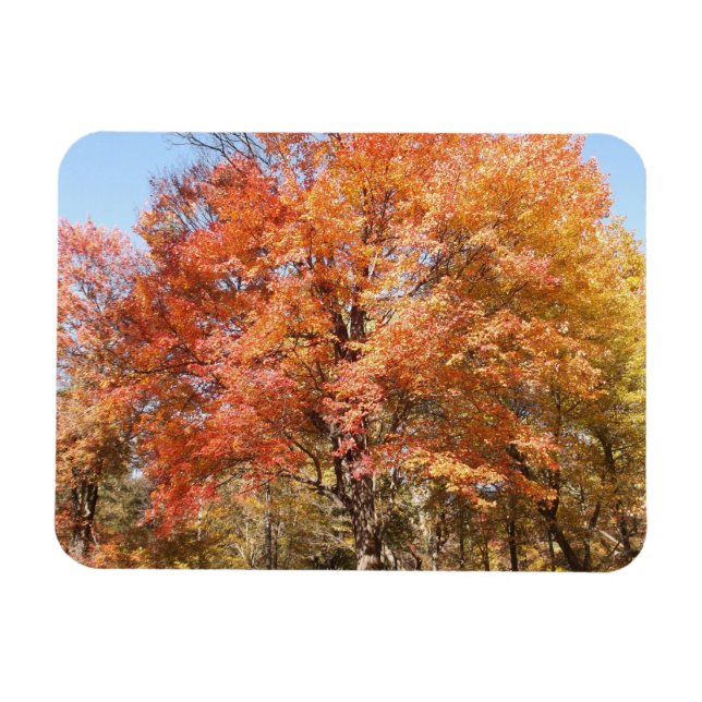 Orangenbäume Magnet (Horizontal)