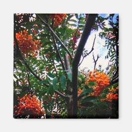 Orangenbeeren Magnet