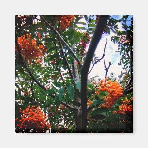 Orangenbeeren Magnet