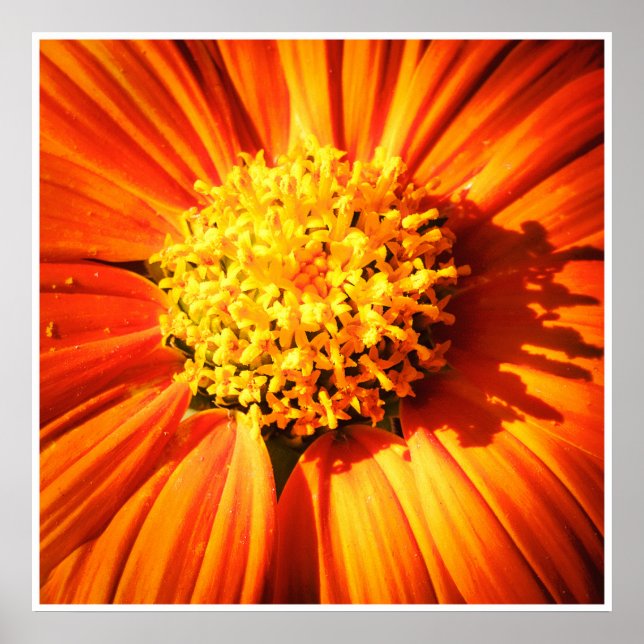 Orangenblüten-Makro – Lebendige Naturfotografie Poster (Vorne)