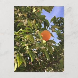 Orangenblüten Postkarte