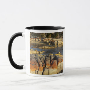 Orangene Flechte auf Felsen, Binalong Bay, Bucht d Tasse