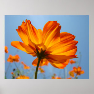 Orangene Gänseblümchen Blumen Florale Kunst Drucke