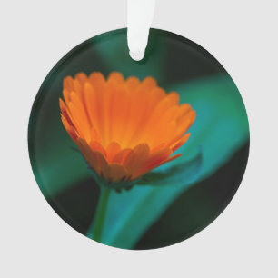 Orangene Gänseblümchen-Blumenfotografie Ornament