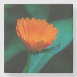 Orangene Gänseblümchen-Blumenfotografie Steinuntersetzer