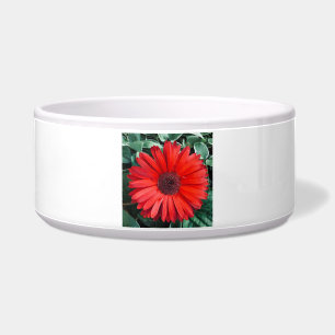 Orangene Gänseblümchen-Blumenmoderne Blume Napf