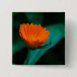 Orangene Gänseblümchenblüte Button