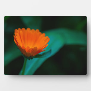 Orangene Gänseblümchenblüte Fotoplatte