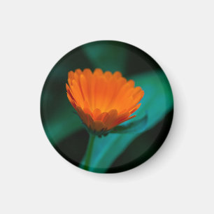 Orangene Gänseblümchenblüte Magnet