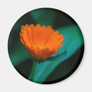 Orangene Gänseblümchenblüte Magnet