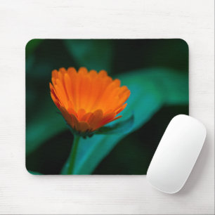 Orangene Gänseblümchenblüte Mousepad