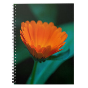 Orangene Gänseblümchenblüte Notizblock