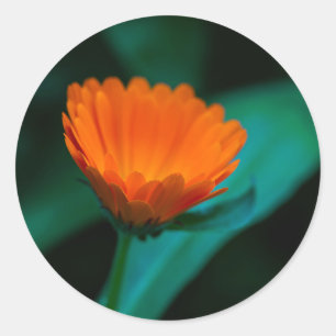 Orangene Gänseblümchenblüte Runder Aufkleber