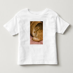 Orangene getigerte Katze schläft in einem Wäscheko Kleinkind T-shirt