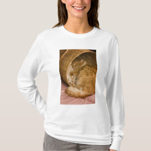 Orangene getigerte Katze schläft in einem Wäscheko T-Shirt